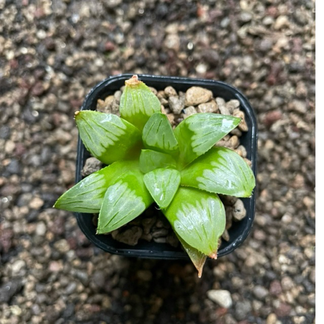 Haworthia Byakuya Midnight Sun