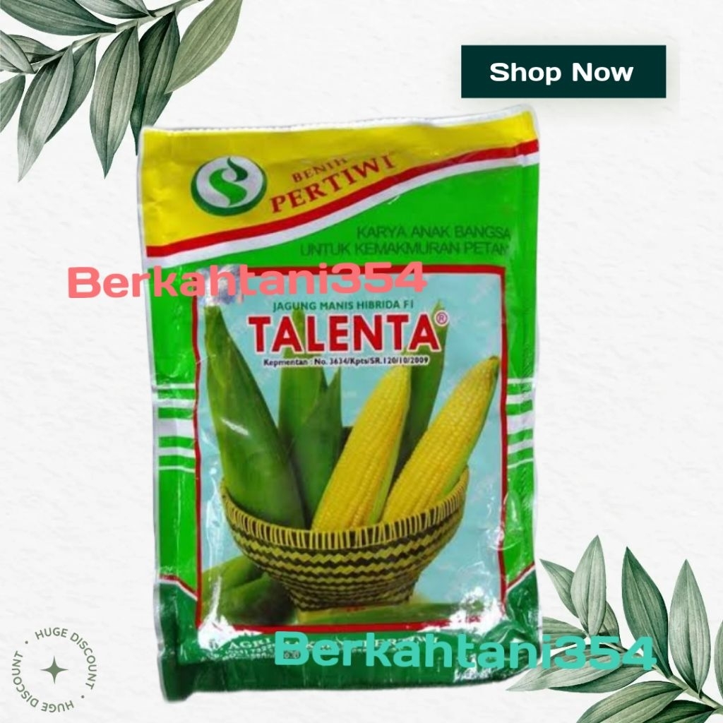 benih jagung manis talenta hibrida f1  jagung manis
