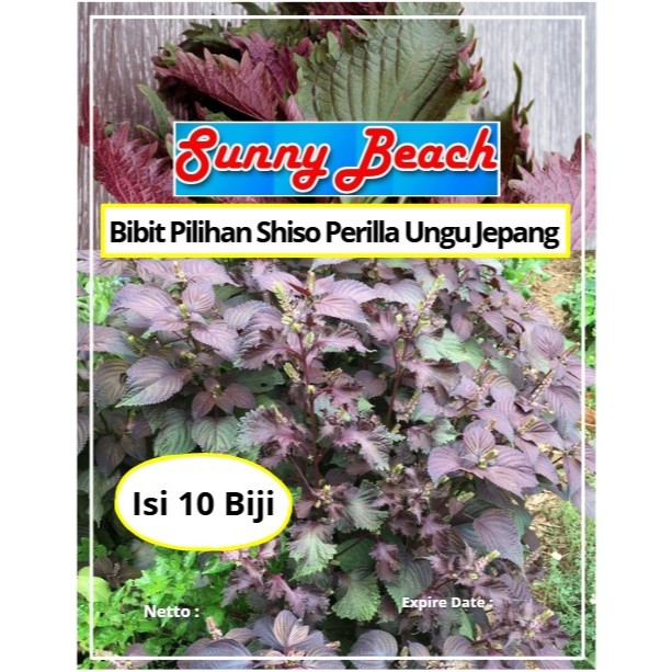 Bibit Pilihan Shiso Perilla Ungu Jepang | Biji Benih Shiso Perilla Purple | Daun Shiso Perilla Ungu