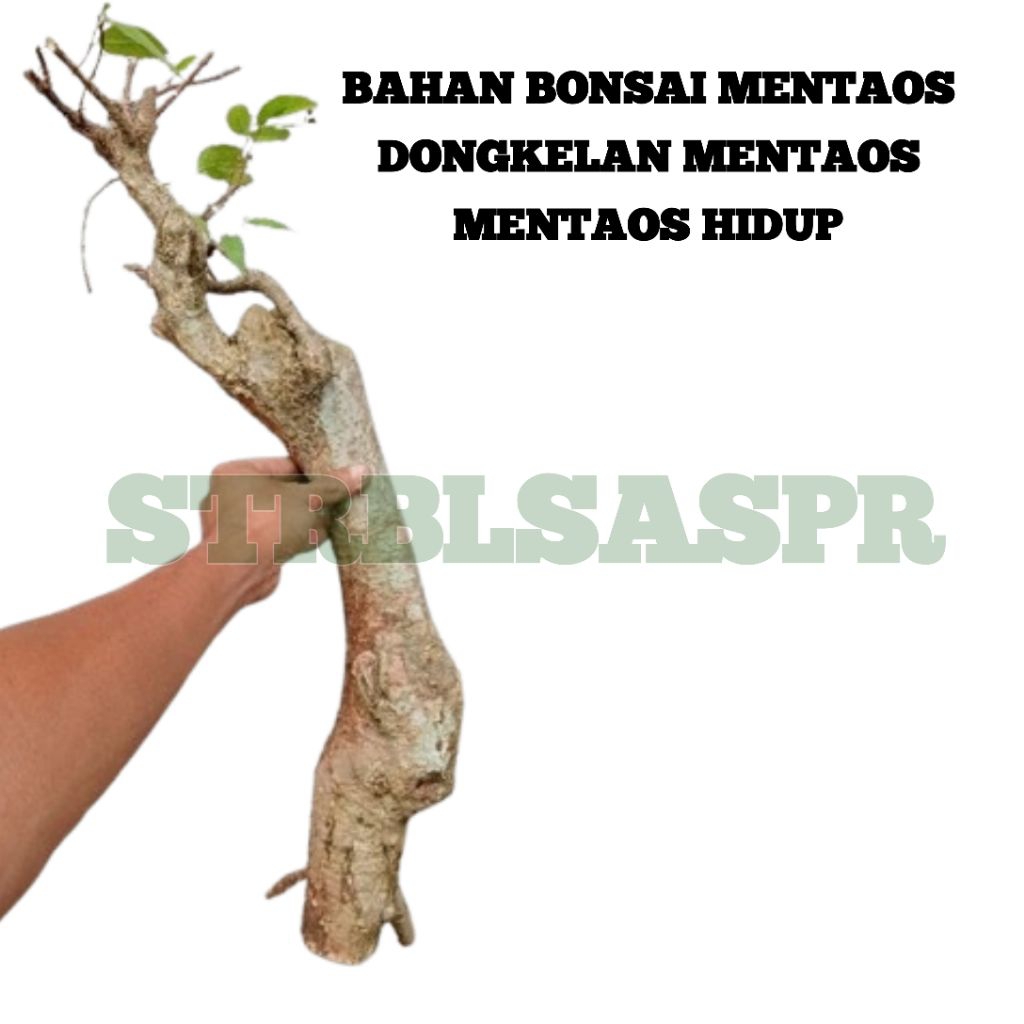 Bahan Bonsai Mentaos Dongkelan _ Mentaos Hidup