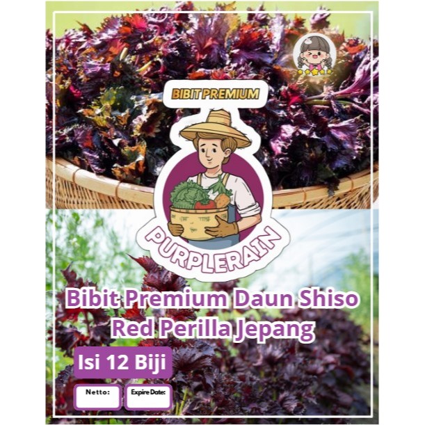 Bibit Premium Daun Shiso Red Perilla Jepang | Biji Benih Shiso Perilla Merah | Shiso Red Perilla