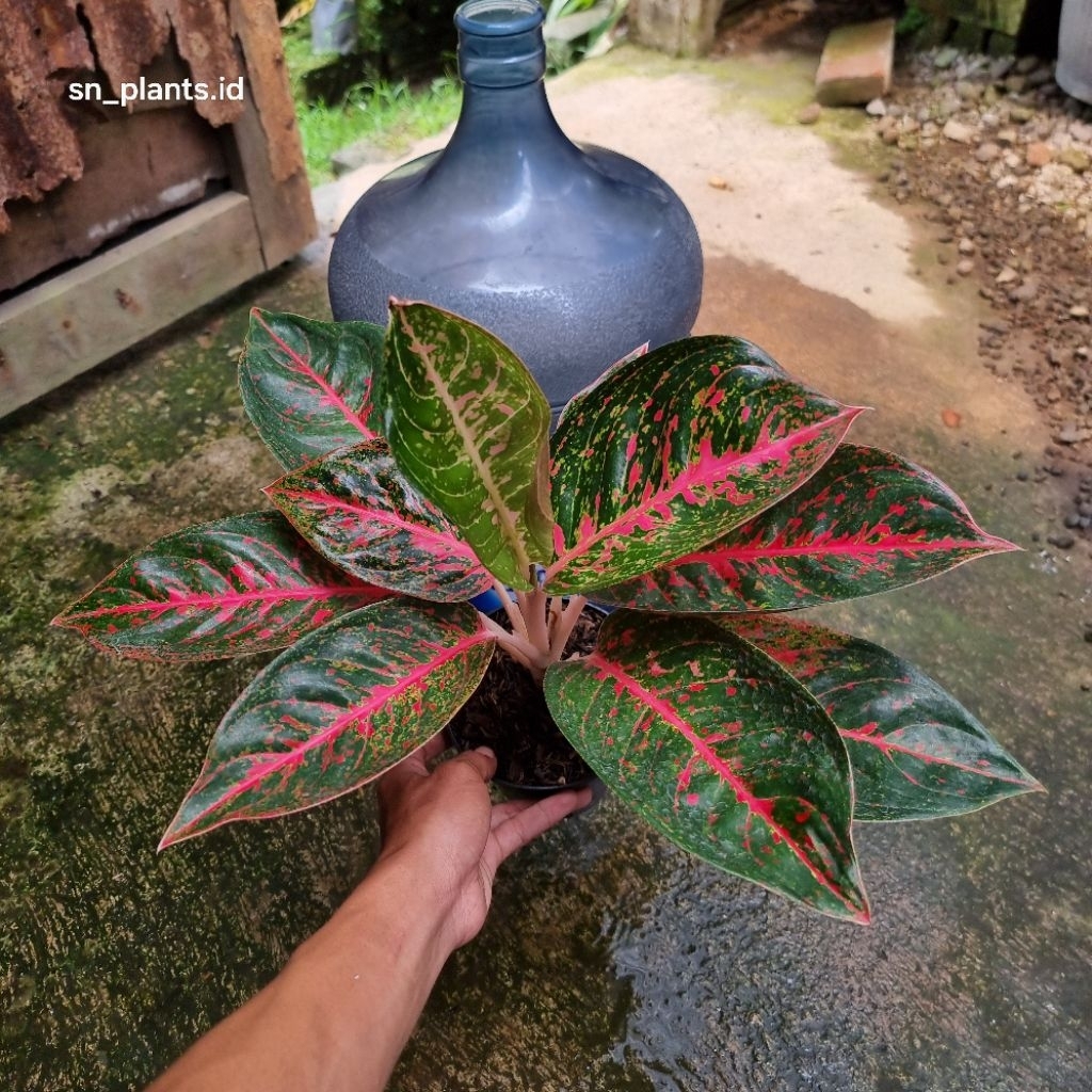 tanaman hias aglonema Reina merah tanian lokal (size indukan)