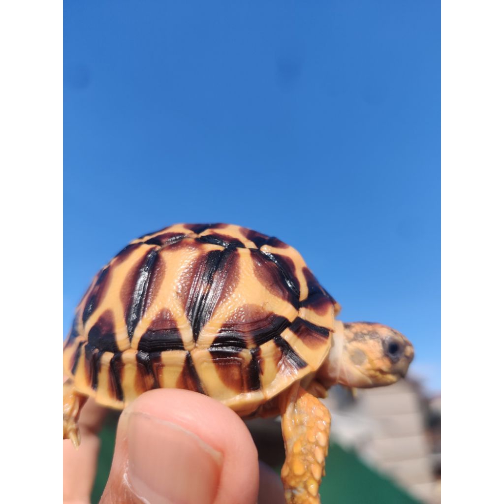 pelet Istar indian star 5cm