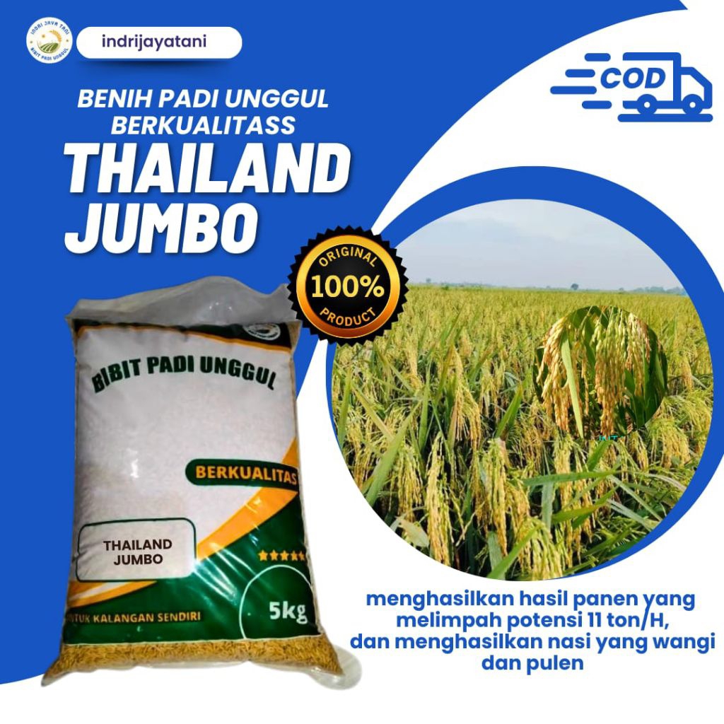 Bibit padi unggul dan berkualitas Bibit padi THAILAND JUMBO 5Kg