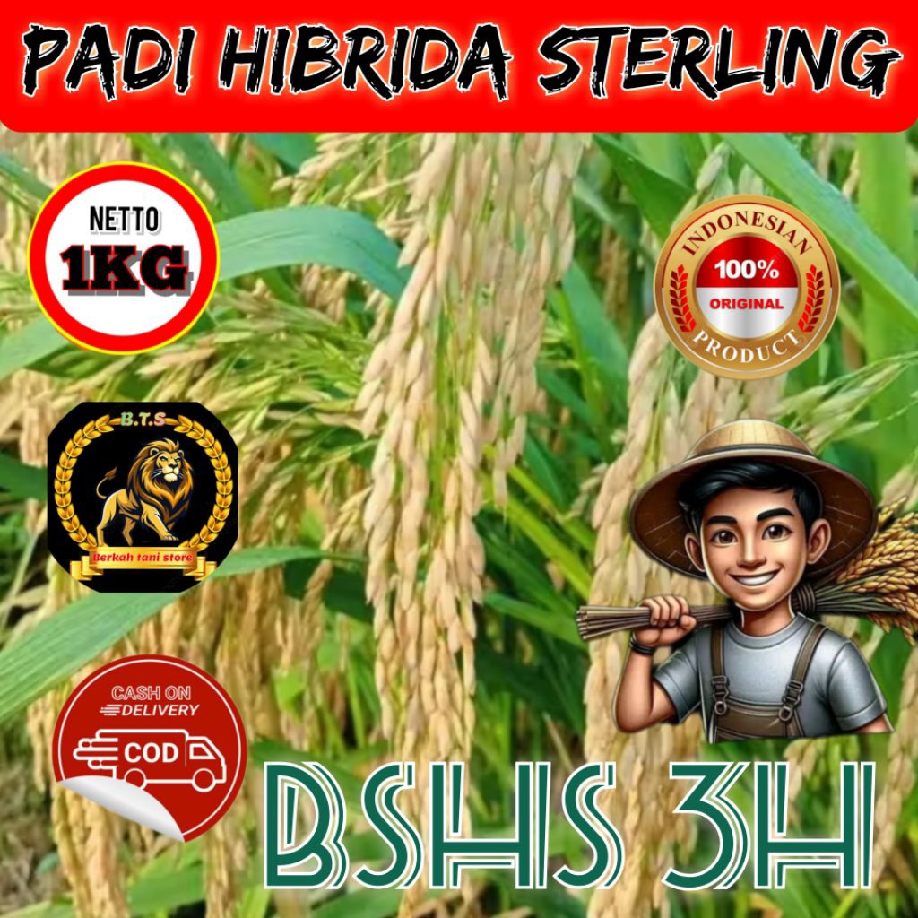 (1kg)New Rice Padi Hibrida Sterling Bshs 3H Kualitas Unggul