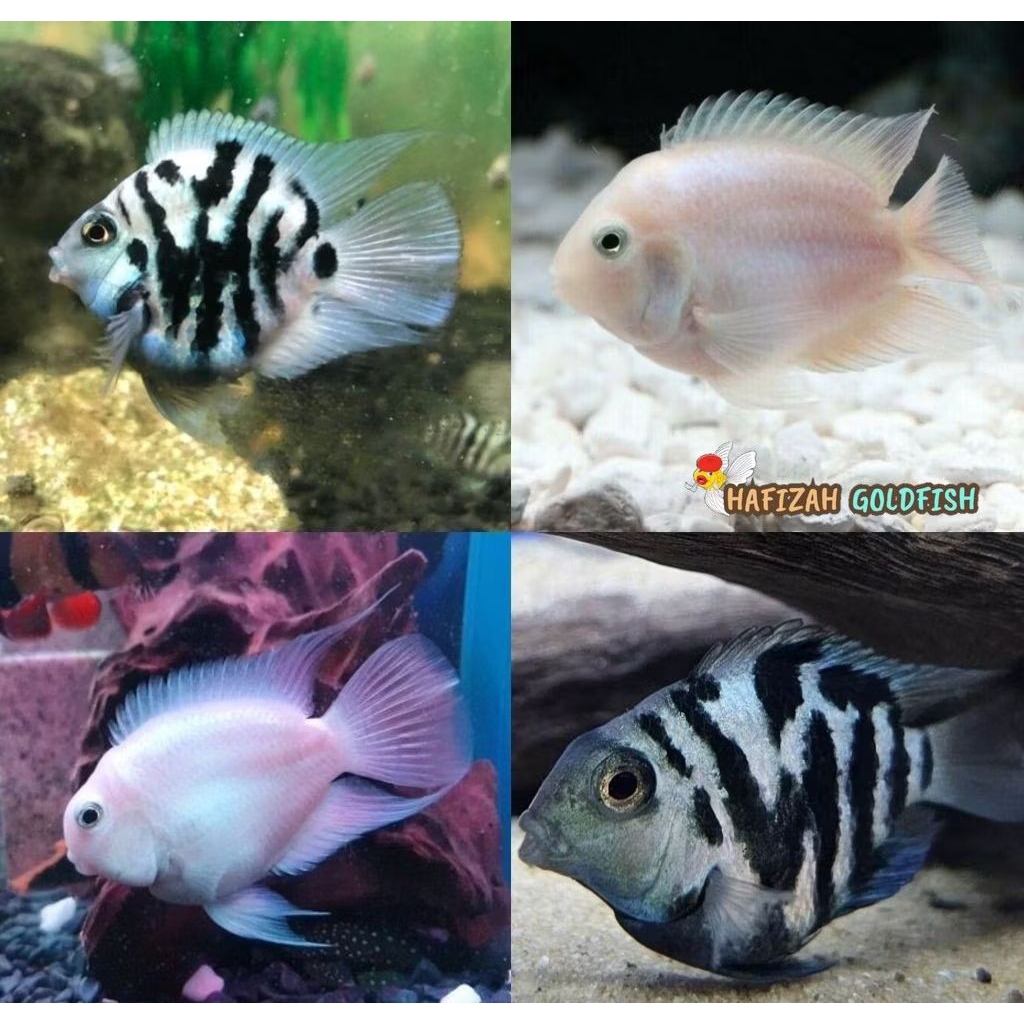 2 Ikan Hias Blue Polar Platinum Remaja/Indukan 2eqor vitamin super original ikan hiyas dekorasi Akua
