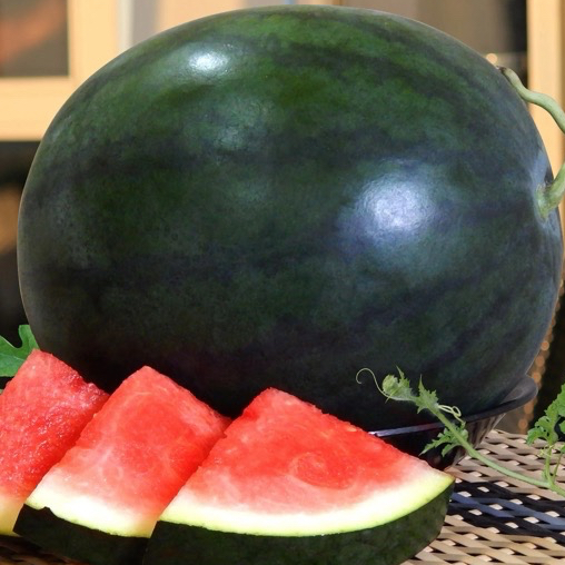 Benih Semangka Non Biji Arsenal F1 Bintang Asia (Kulit Gelap)