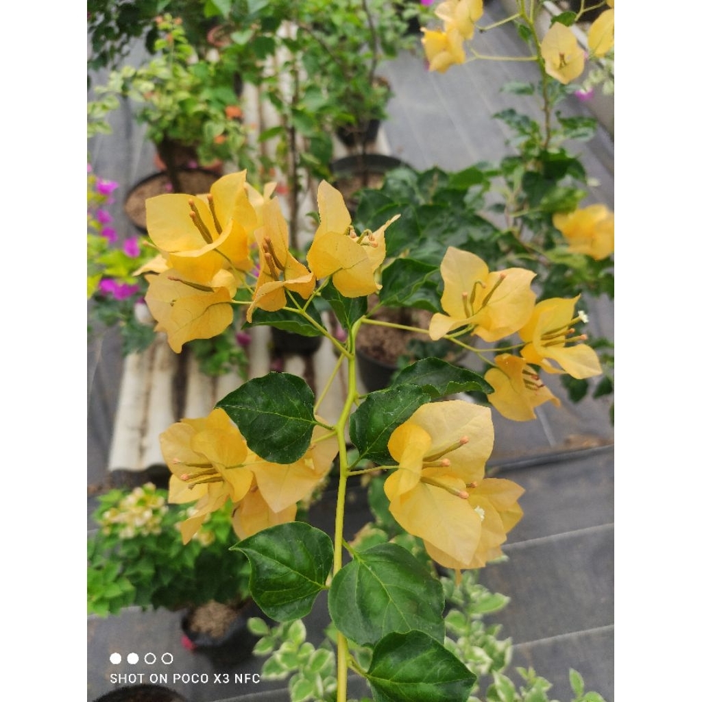 Bibit Bougenville Monalisa Kuning