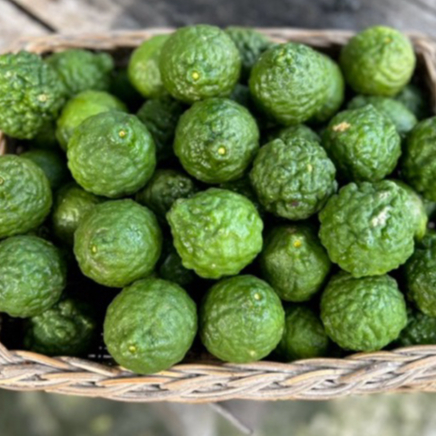 Jeruk Purut Medan Jeruk Obat Perkilo Ukuran Sedang