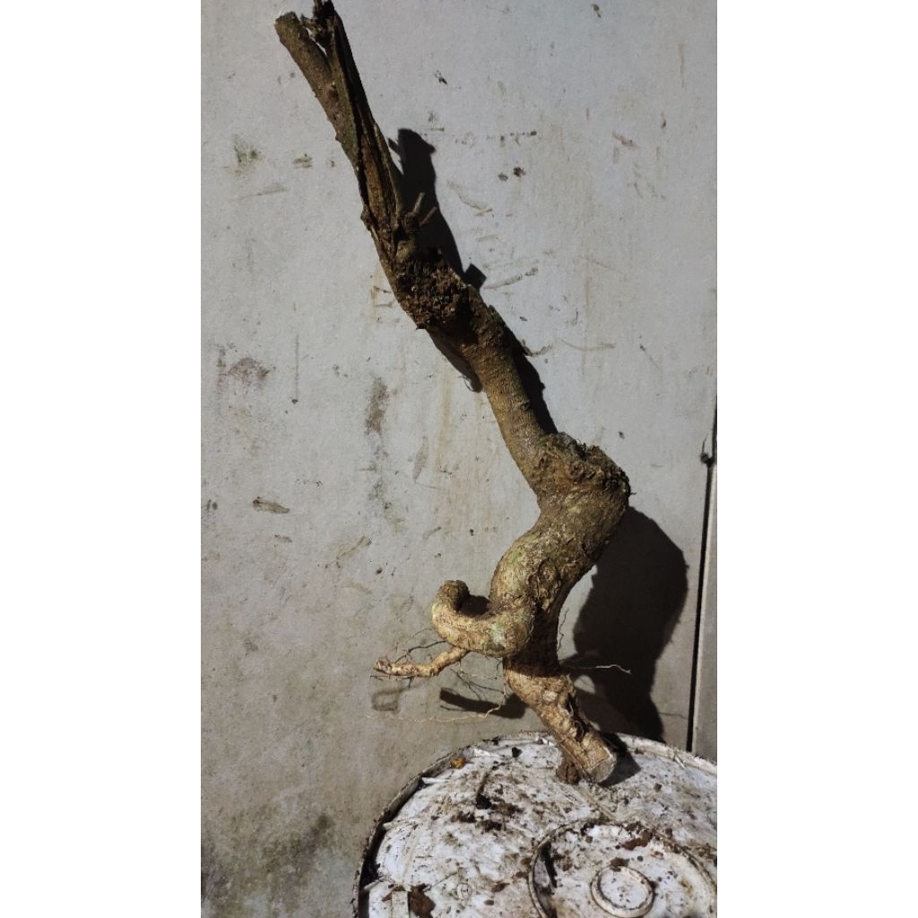 bahan bonsai Mentaos realpic sesuai gambar
