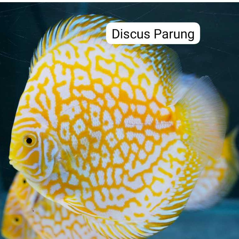 ikan discus 1inch -  yellow pigeon jaguar