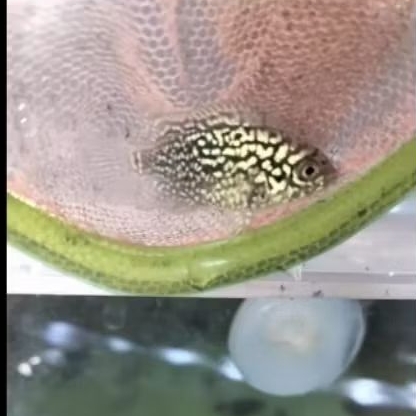 paket 5 ekor kamfa gen GB sortiran