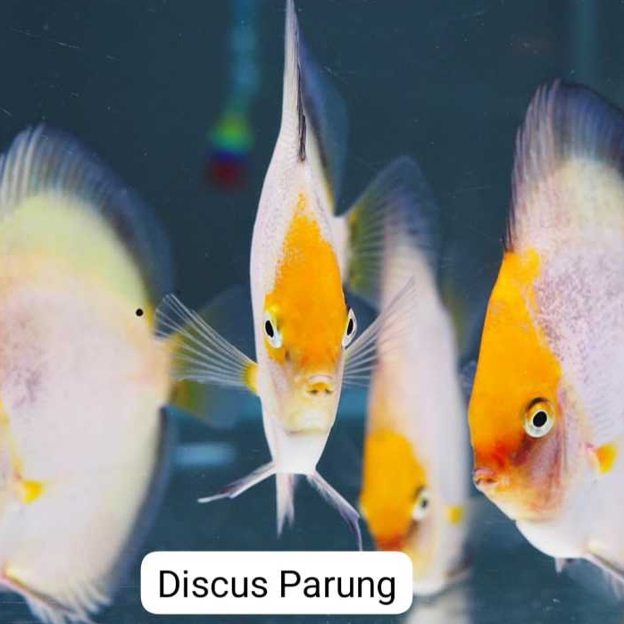 discus 1inch - golden cap calico