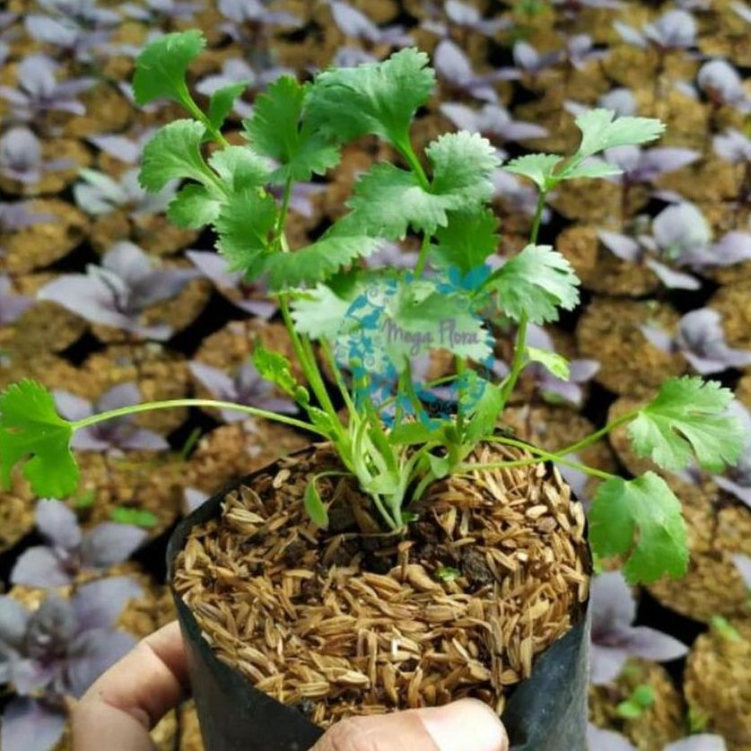 Tanaman Ketumbar Coriander / Coriandrum sativum / Bumbu Dapur Ketumbar Daun Bumbu Herbal Segar