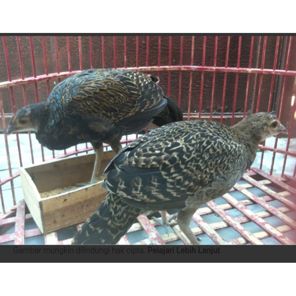 ayam hutan hijau 5/6 bulan sepasang