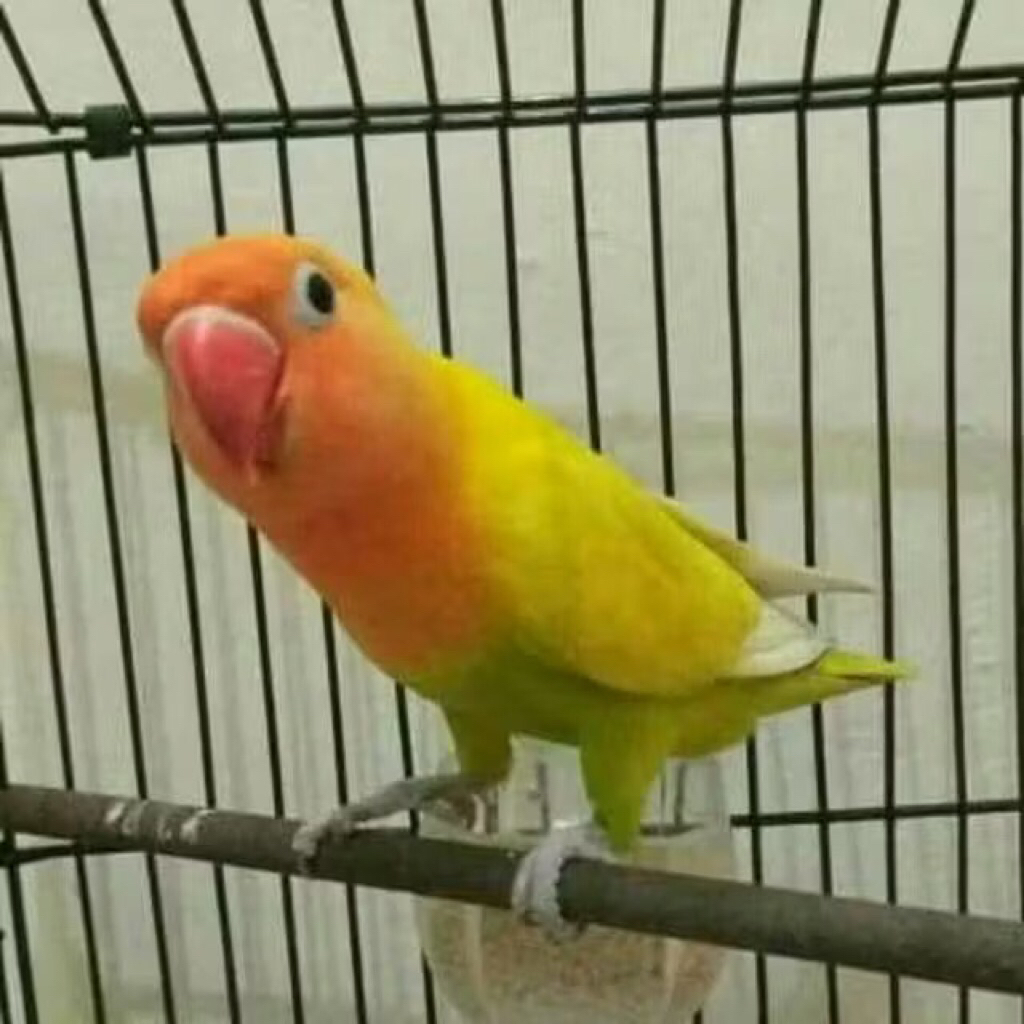 Lovebird paskun pilihan