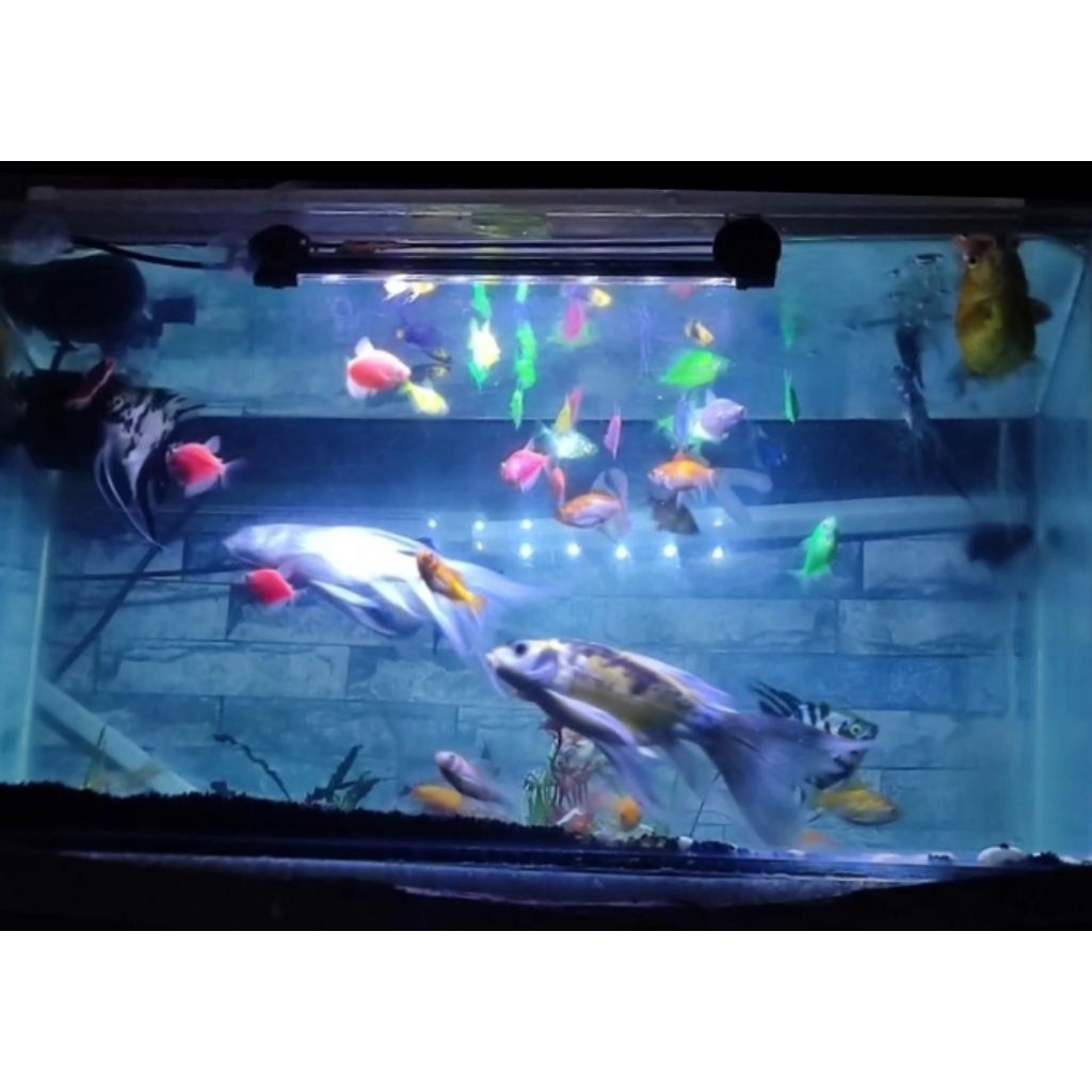 akuarium raksasa akuarium ikan besar araipama akuarium 6kg