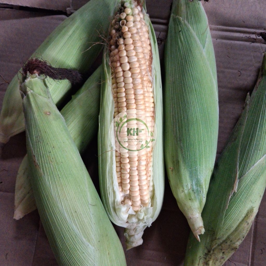 Jagung kampung muda / jagung tawar fresh dadakan - 1 kg