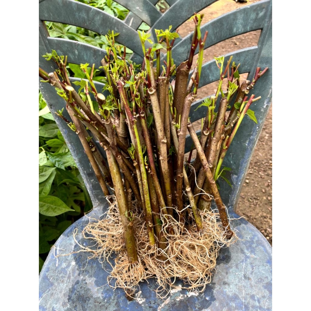 bibit singkong papua