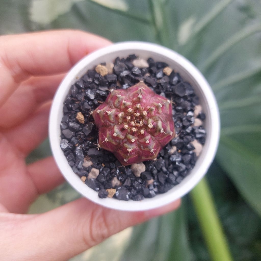 Kaktus Gymno Gymnocalycium Neon