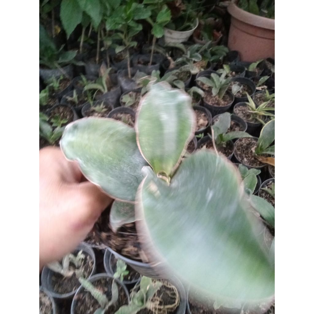 Sansevieria Malawi midnight