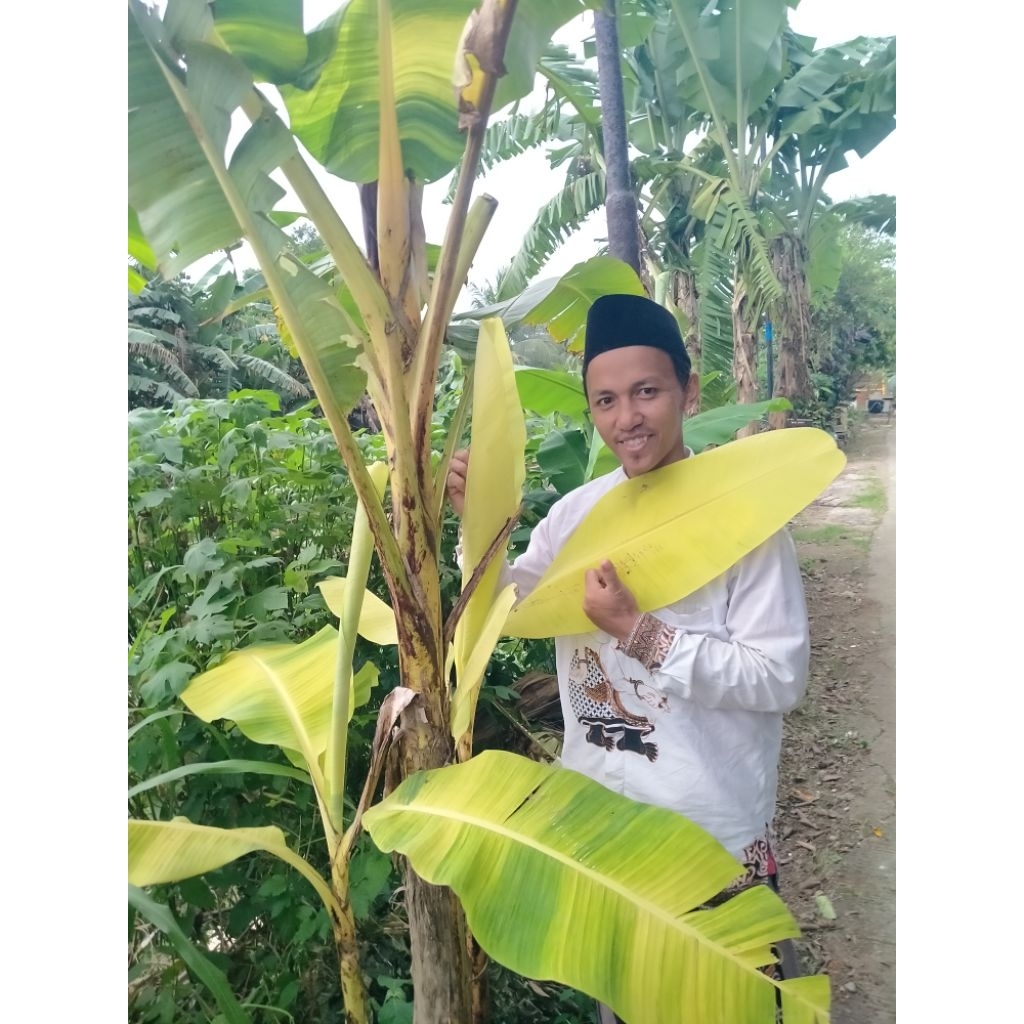BIBIT PISANG YELLOW| BIBIT PISANG VARIGATA KUNING | BIBIT PISANG UNIK | BIBIT PISANG HIAS | BIBIT PI