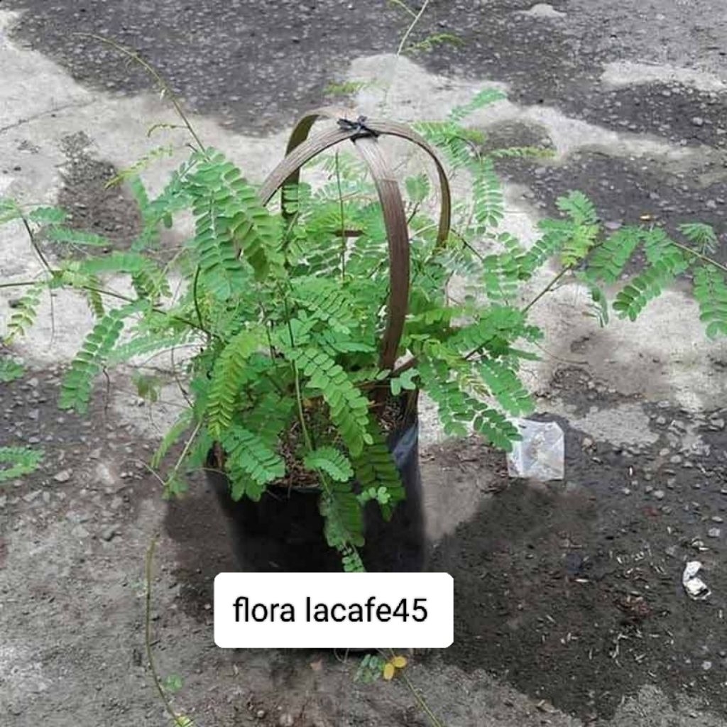 Bibit Tanaman Daun saga / Pohon Saga / Daun Obat Herbal / Bibit saga pohon