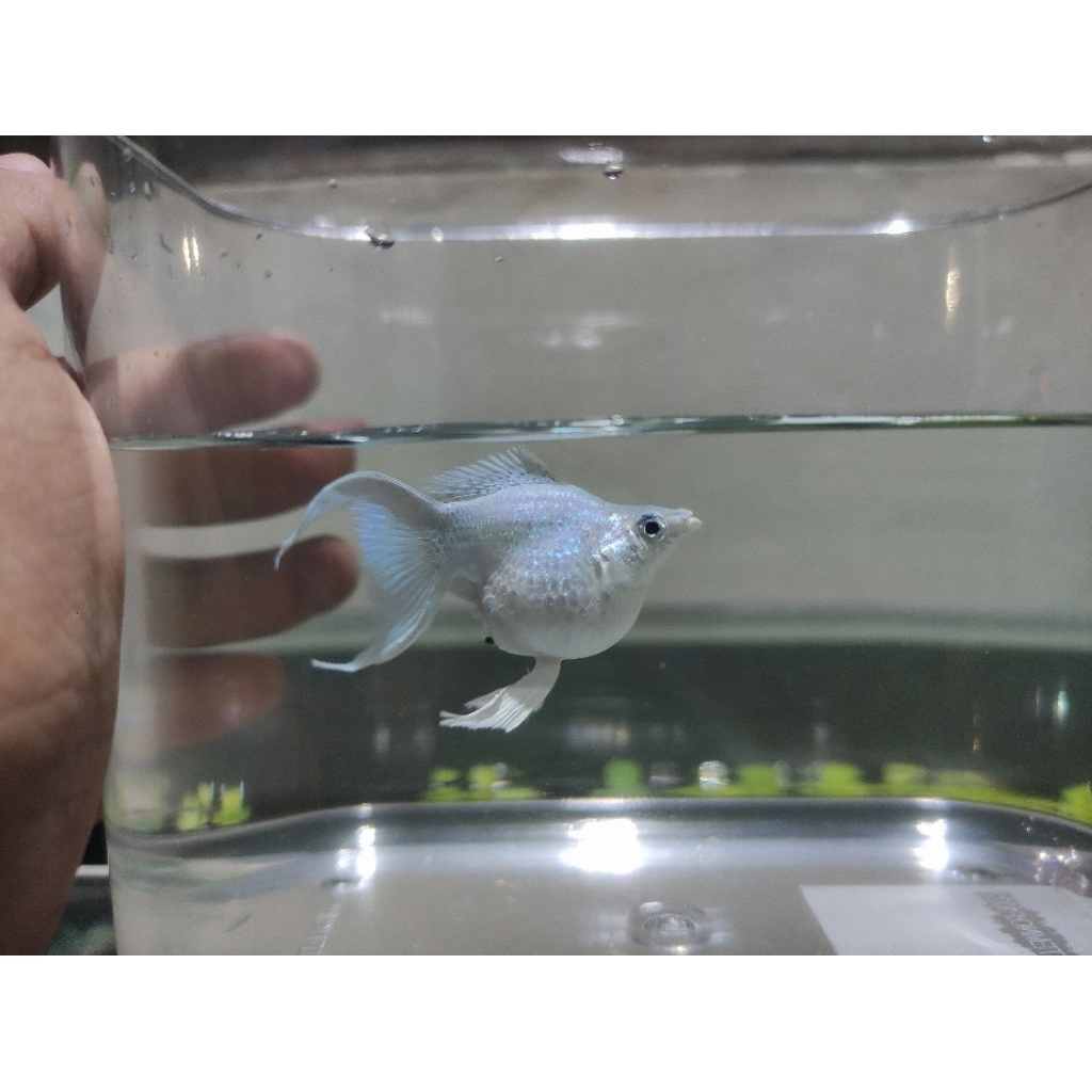 molly platinum balon Cawang