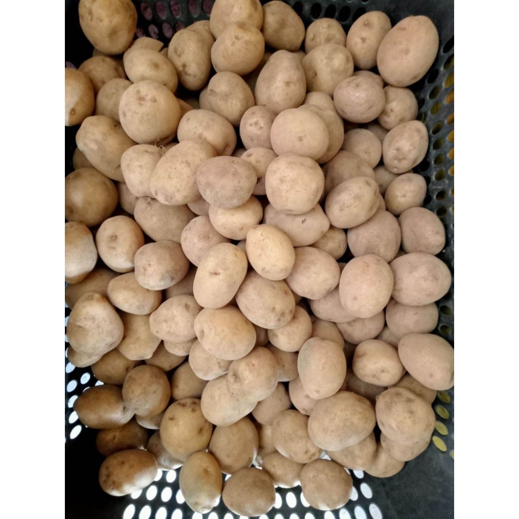 Kentang Lereng Bromo  Mini  1 Kg - Bersih, Kecil,