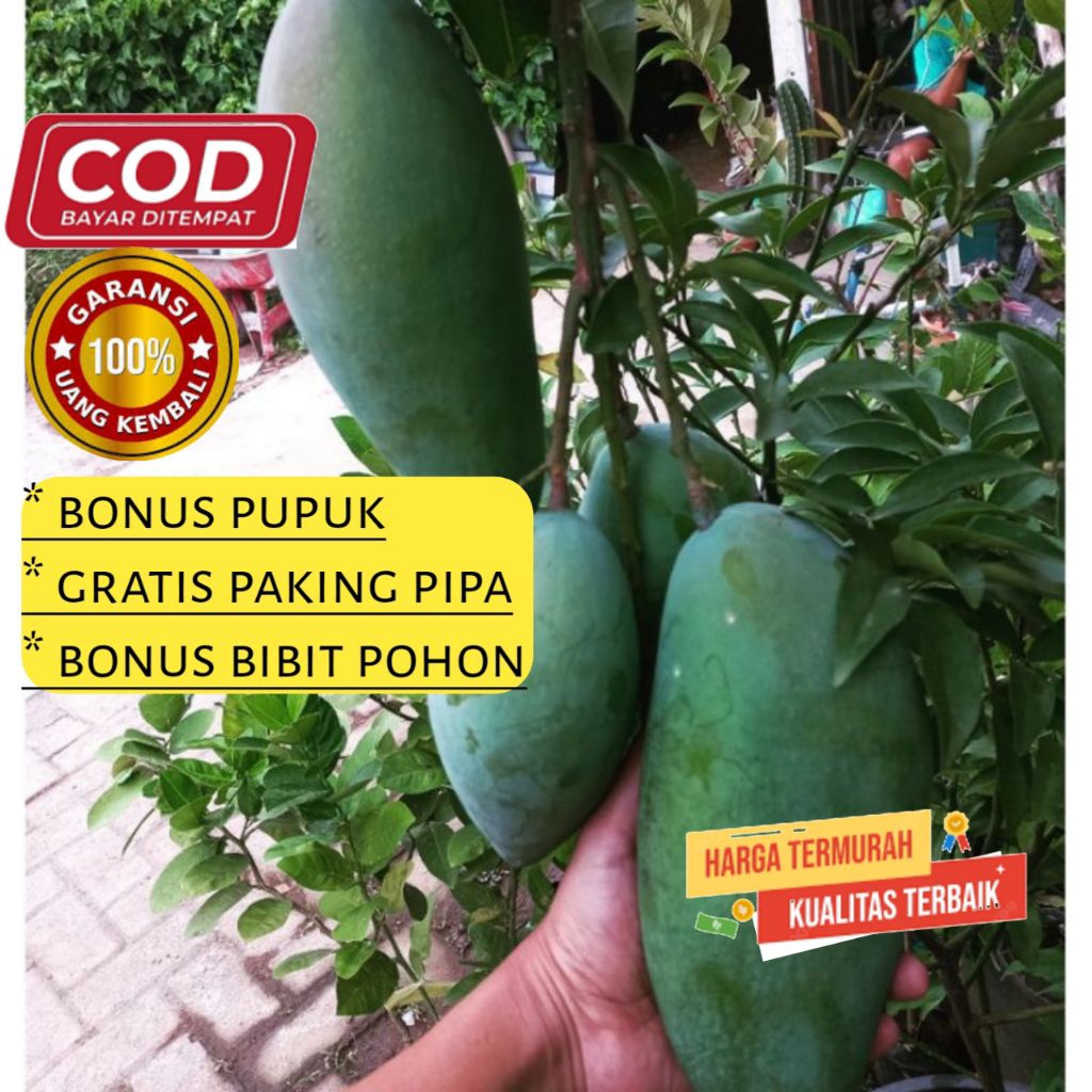 Bibit pohon mangga kiojay pohon berbunga/berbuah