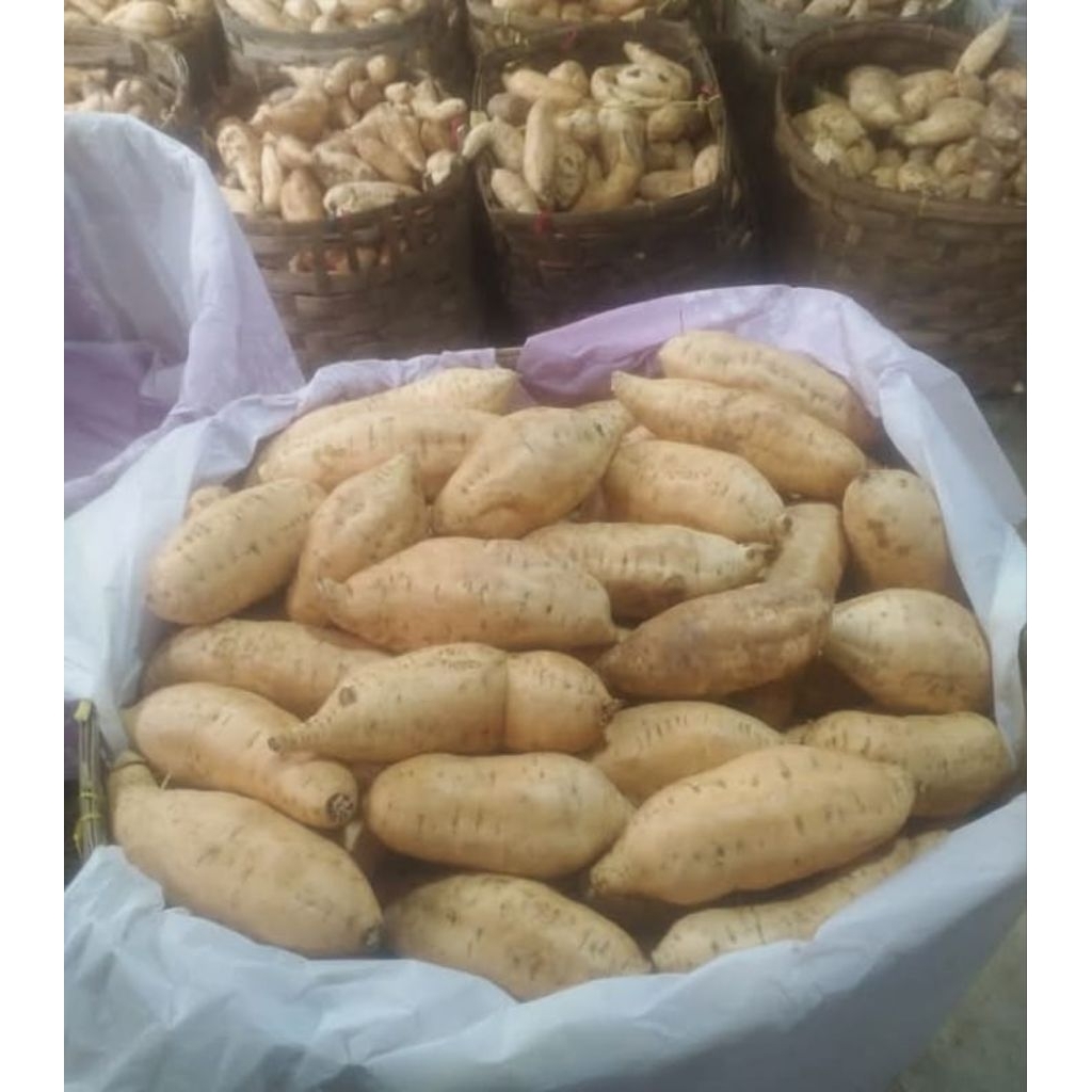 1 Kg Ubi Cilembu / Ubi Cilembu Msnis