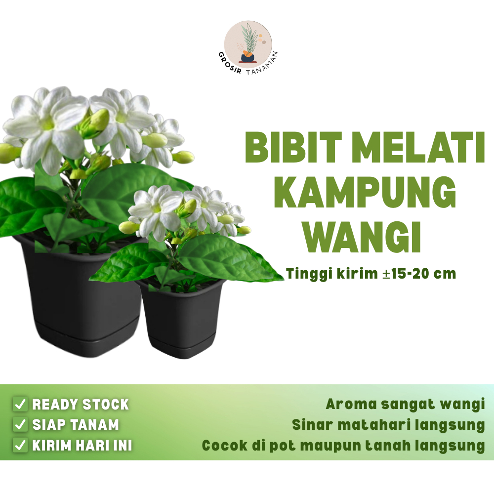 Bibit Melati Tanaman Bibit Bunga Melati harum