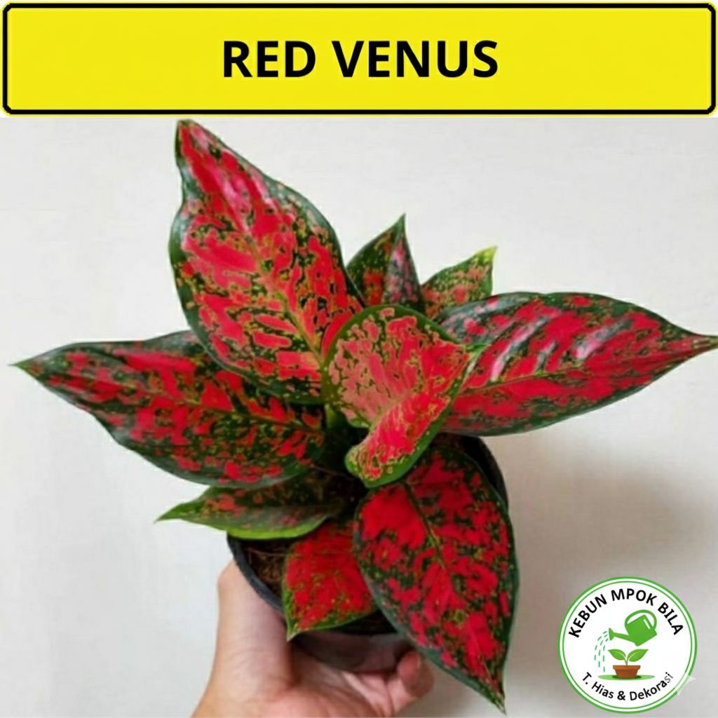 Tanaman Hias Aglonema Red Venus Rimbun Segar Siap Tanam Bisa COD Terlaris