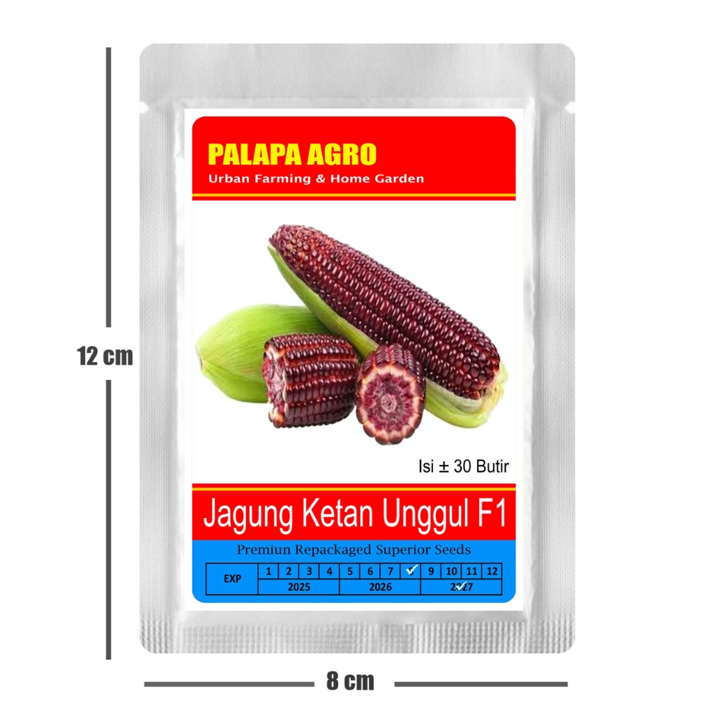 Bibit Jagung Ketan Ungu Unggul F1 - Benih Jagung Ketan  Super F1
