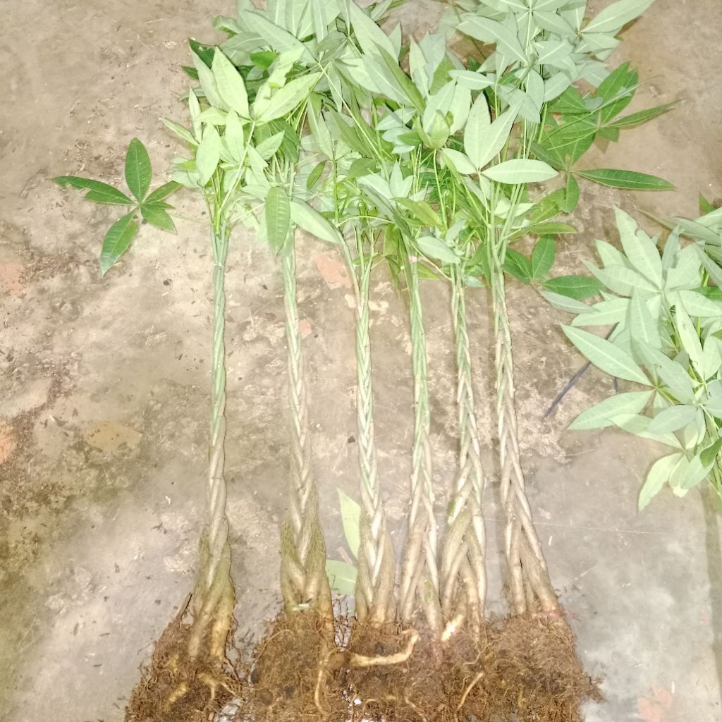 pachira kepang size besar tinggi 1 meter kepang 3 / pohon pachira aquatica / pohon uang / money tree