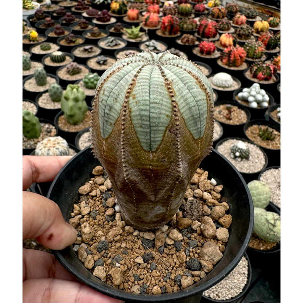 Tanaman kaktus Euphorbia Obesa Rustic