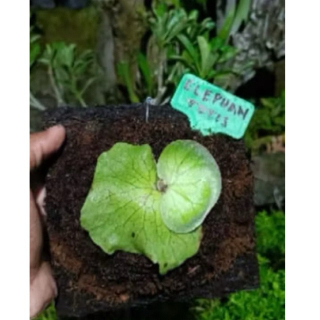 platycerium elephantotis