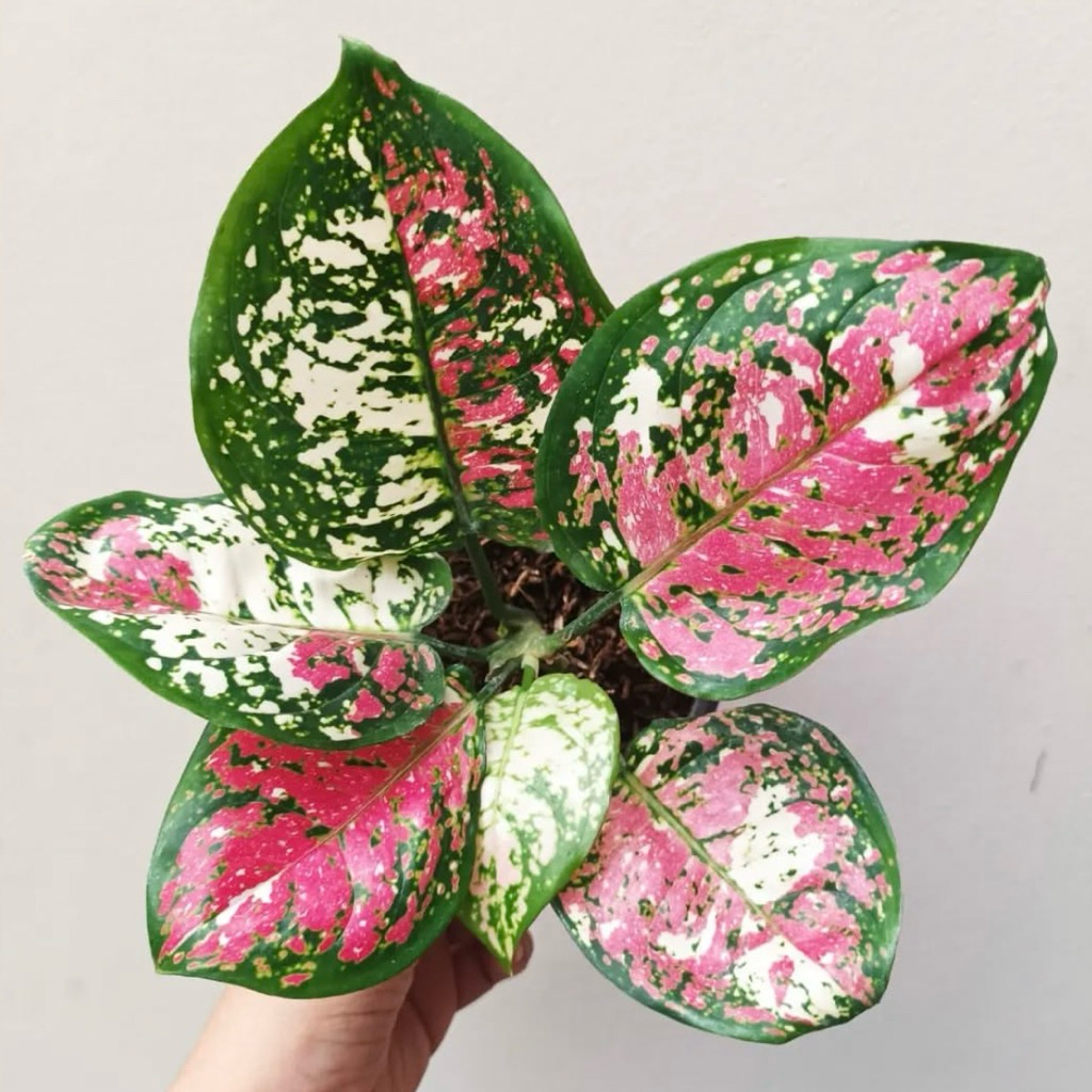 Tanaman hias aglonema tricolor - aglonema tricolor