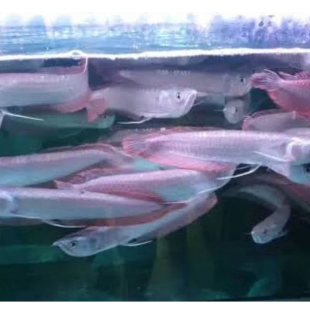 Ikan Arwana Silver  Ukuran 10-11cm