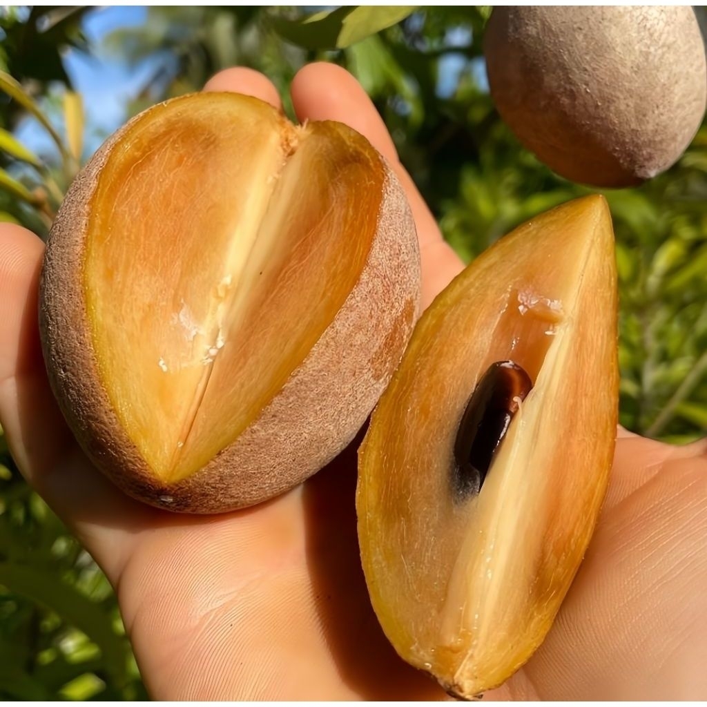 Buah sawo madu fresh