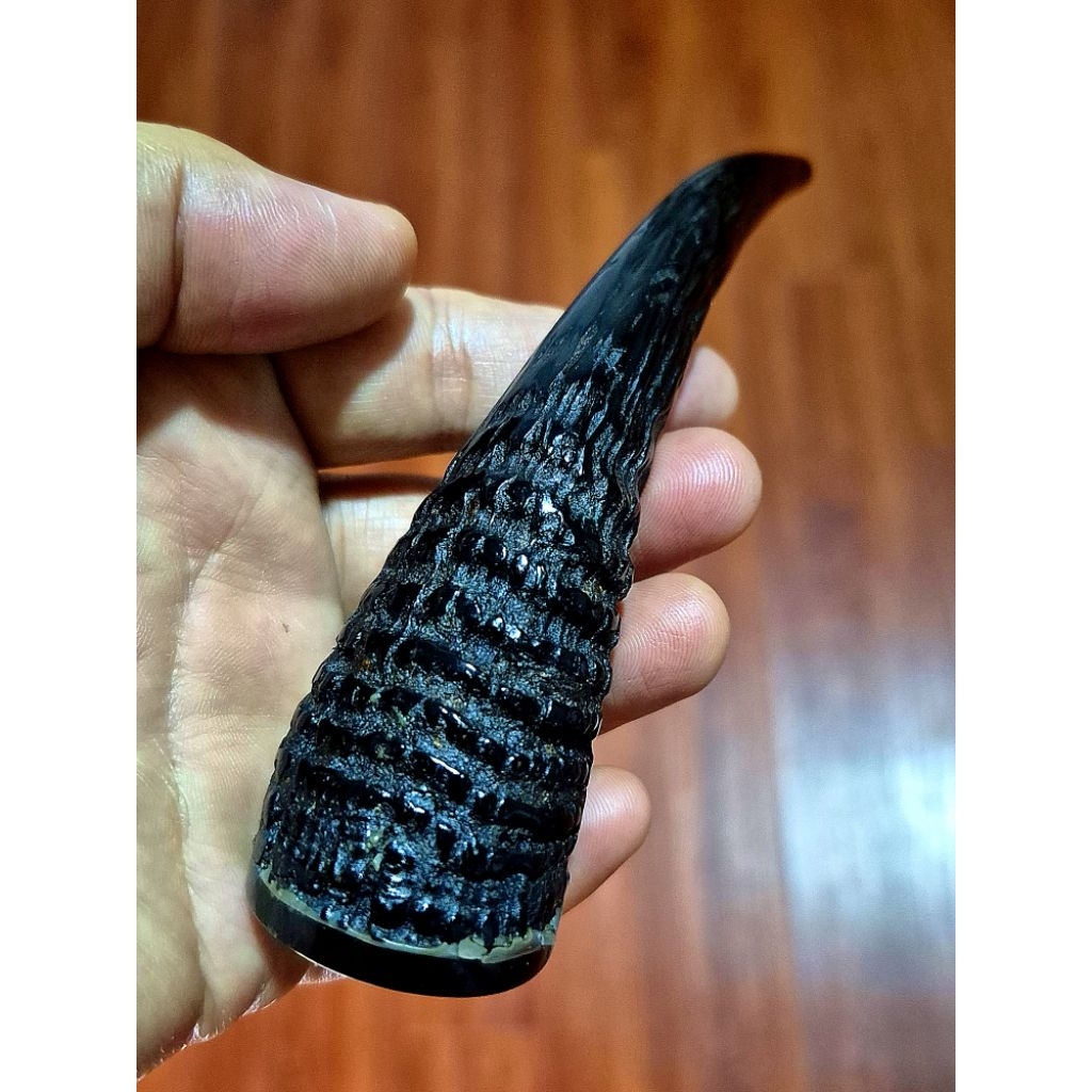 Once pipa  tanduk kamhut jumbo tebal