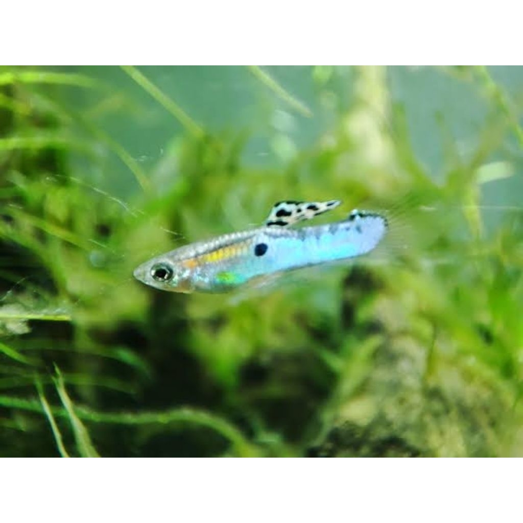 Blue Endlers mix, ikan hias nano warna biru elegan pengganti ikan neon Tetra yg susah dirawat