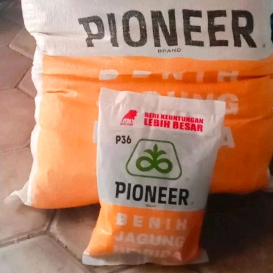 BENIH JAGUNG HIBRIDA PIONEER P 36 KEMASAN 1KG ORIGINAL