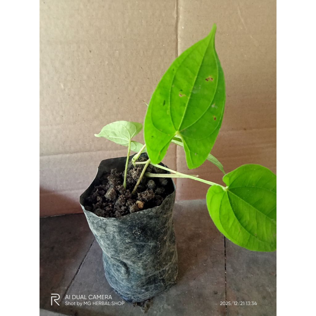 bibit tanaman umbi uwi putih