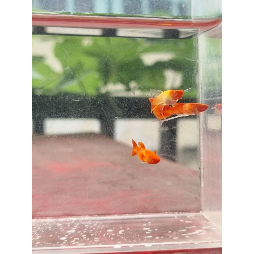 stiker Albino Koi Ribbon