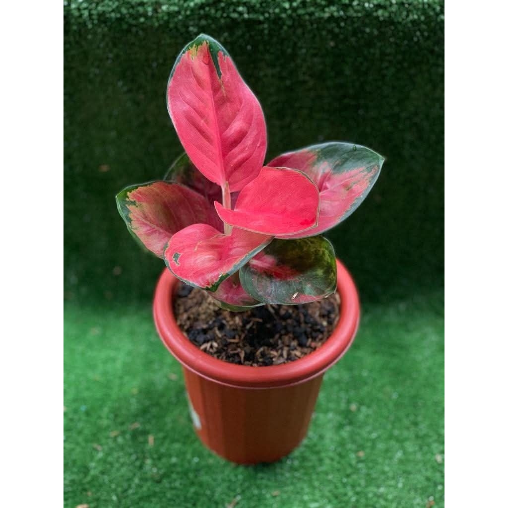 Aglonema Suksom Jaipong Tangkai Pendek