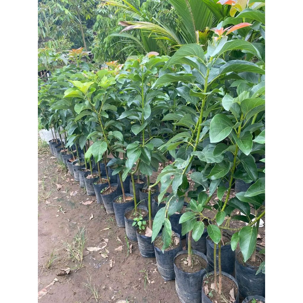 Bibit Alpukat Berbagai Jenis Ketinggian 1 - 1,5 m / Bibit Alpukat Unggul