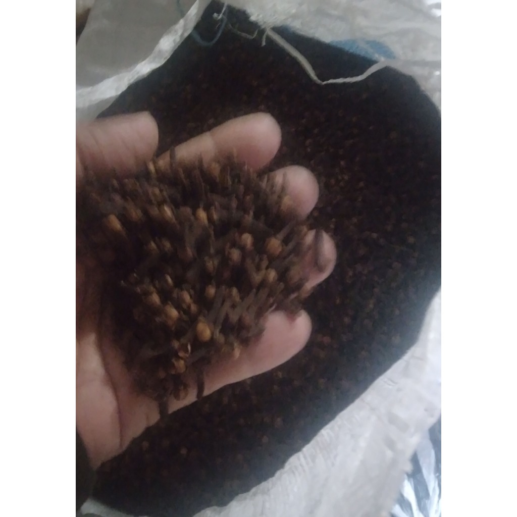 cengkeh kering alami berkualitas
