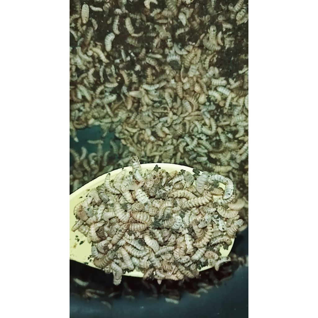 Maggot Larva Lalat BSF 500 gram Fresh/hidup