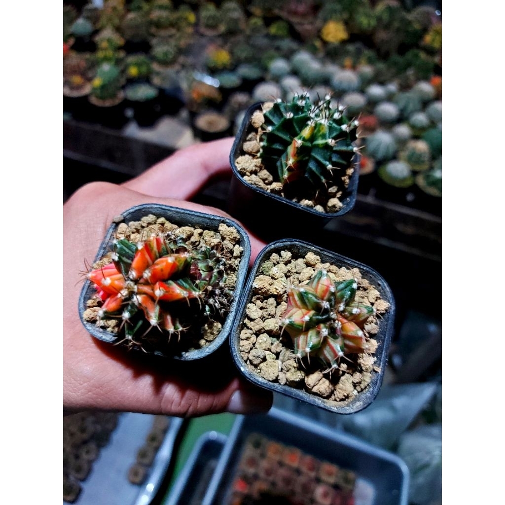gymno miha hybrid seedling 3pcs